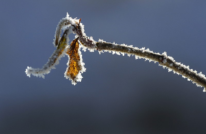 Winter BlattWinter _DDC8898 Kopie.jpg